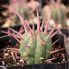Image result for Euphorbia espinosa
