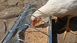 Se foloseste in hrana gainilor. Cum Crestem Pasarile Natural Youtube