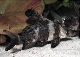 Apr 14, 2014 · chinese hi fin banded sharks have gained in popularity among pond hobbyists. Algae Eating Chinese High Fin Banded Shark Batfish Arizona Aquatic Gardens