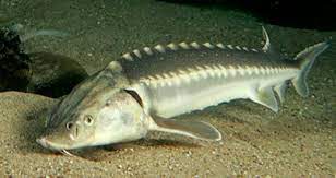 Top 10 Most Expensive Fish In The World Steemit