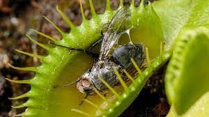 It also has dry leaves hanging on it. Video Venus Flytrap Counts To Avoid Being Tricked Science Aaas