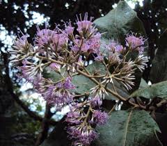 Image result for Vernonia glabra