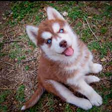 I Ll Take One Please Siberian Husky Husky Puppy Husky