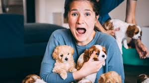 Husband Surprises Wife With 12 Tiny Puppies I Filled Our House With Puppies Youtube Tiny puppies bulldog puppies cute puppies cute dogs baby animals funny animals cute animals cute puppy pictures animal pictures. husband surprises wife with 12 tiny puppies i filled our house with puppies