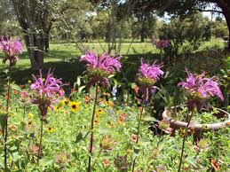 · honey bees rely on flowers for nectar and pollen. Gardeners Dirt Help Bee Population By Planting Colors Variety Of Flowers They Love Home And Garden Victoriaadvocate Com