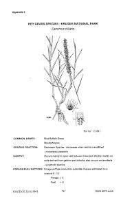 Image result for Hyparrhenia welwitschii