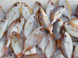 Ikan yang lebih banyak tinggal di laut dalam ini, dikenal dengan kandungan asam lemak omega 3 dan omega 6 yang tinggi. 5 Jenis Ikan Yang Baik Bagi Pertumbuhan Anak Popmama Com