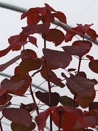 Image result for Euphorbia cotinifolia