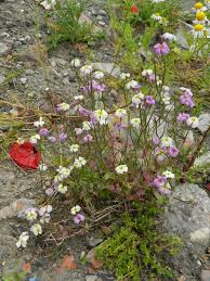 Image result for Malcolmia maritima