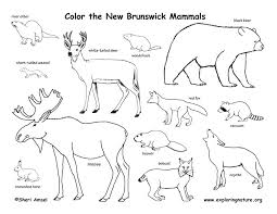 More 100 images of different animals for children's creativity. Canadian Province New Brunswick