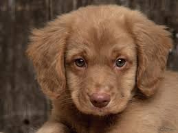 4 Yas Uzerindeki Kopeklerde Gorulen Pemfigus Ozellikle Akita Chow Chow Collie Doberman Irklarinda Fazlaca Gorulmektedir Deride B Cute Animals Pets Animals