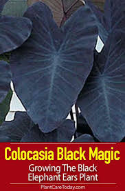 Colocasia Black Magic Black Elephant Ears Plant Elephant Ear Plant Black Elephant Ears Elephant Ear Plant Indoor
