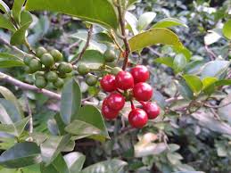 Image result for Huberantha