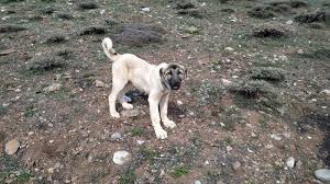yavru kangal