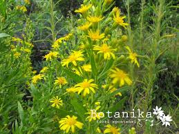 I fiori possono avere diverse colorazioni : Fiori E Arbusti Della Macchia Mediterranea Inula Viscosa L Aiton Arbusti Fiori Erbe