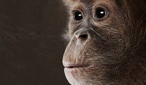 Check spelling or type a new query. Sahabat Satwa Wwf Indonesia Building A Future In Which Humans Live In Harmony With Nature