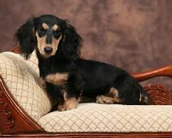 Black And Cream Dachshund This Is A Black And Cream Longhair The Recessive Chinchilla Dilution Gene Does Not Affect The Black Or Chocolate Dachshund Colors Cream Dachshund Weiner Dog