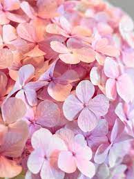 Hydrangea Beautiful Flowers Hydrangea Wallpaper Flower Backgrounds
