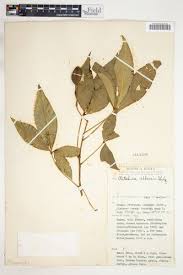 Image result for Ritchiea