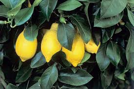The spider mites belonging to the genus eutetranychus (acari: How To Grow Citrus Fruit Rhs Gardening
