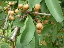 Image result for Gymnosporia buxifolia