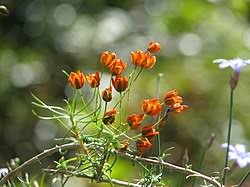 Image result for Pharnaceum brevicaule