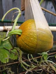 Do you have to wear gloves when pruning pumpkins? Home Grown Baby Pumpkin On The Vine Baby In Pumpkin Pumpkin Vines