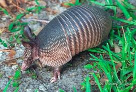 If you want to keep armadillos out of your california property completely you need to fence the whole property and all the fences must be two to three feet deep at least or the armadillo will just dig underneath the fence. Armadillos In Wisconsin Wxpr