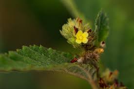 Image result for Malvaceae: Byttnerioideae, Helicteroideae
