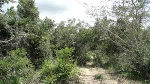 Image result for Centemopsis kirkii