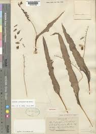 Image result for Dipcadi platyphyllum