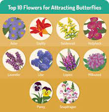 1 tip is to leave your leaves, and let your lawn grow wild. Attracting Butterflies To Your Garden Butterfly Garden Plants Flowers That Attract Butterflies Butterfly Plants