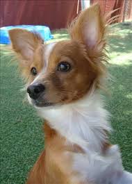 Black And Brown Rat Terrier Chihuahua Mix San Diego Humane Animal Searches Rat Terrier Dogs Rat Terrier Mix Toy Fox Terriers