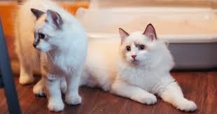 I've had three female cats. Male Vs Female Ragdoll Ragdoll Guide