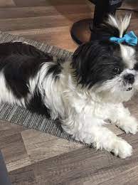 Blue ribbon puppies was also named one of the worst puppy mills in the nation because they were the source of the outbreak. Shih Tzu Shih Tzu Puppy Love Puppies