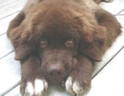 Newfoundland puppies for sale in colorado select a breed. Kodi The Golden Newfie Designer Dog Photo Gallery 555
