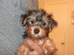 We are expecting havanese puppies the middle of march. Mini Pomeranian Dog Price Novocom Top