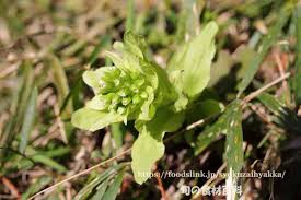 フキノトウ 蕗の薹 ふきのとう 旬の野菜百科
