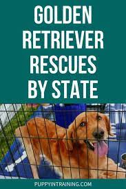 Maybe you would like to learn more about one of these? Golden Retriever Rescues By State The Ultimate List Puppy In Training