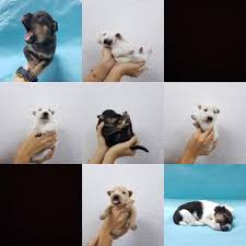 Lots of cute animals are available here for sale and adoption. 7 Dogs For Adoption Pm Me If You Are Interested In Any Of Em Trying To Look For A Good Home For Them Malaysia
