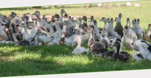 See traveler reviews, 2 candid photos, and great deals for camping ferme estay, ranked #7 of 9 specialty lodging in rocamadour and rated 4 of 5 at tripadvisor. Ferme Des Campagnes Rocamadour Lot Accueil