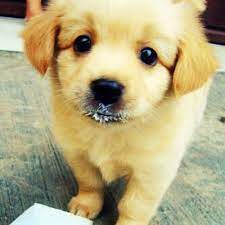 ucretsiz yavru kopek sahiplendirme cute animals pets funny animals