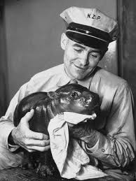 It will be the first baby hippopotamus born at the zoo. Baby Pygmy Hippo Gumdrop Being Rubbed Down Following His Bath Photographic Print Art Com