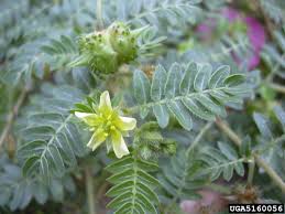 Image result for Tribulus terrestris