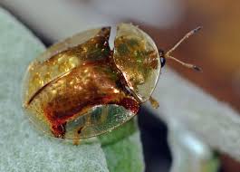 We did not find results for: Golden Tortoise Beetle By Claire Hamilton Jungledragon
