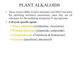 The dividing cancer cells appear blocked in mitosis with condensed chromosomes. Cancer Chemotherapy And Immunosupressants Ppt Download