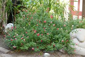 Salvia Microphylla Hot Lips In The Garden Salvia Flowers Hot Lips