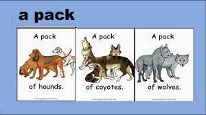 Collective Nouns Vocab Grammar Lesson English Tutorial Youtube