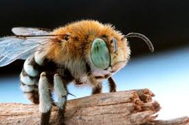 Australian Native Blue Banded Bee Bee Animals Beautiful Pet Birds
