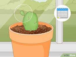 The best time to repot your cactus is just before the growth season starts, by the end of dormancy. 4 Ways To Propagate A Cactus Wikihow